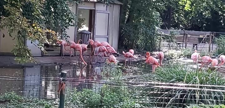 Fody's Zoo Heidelberg