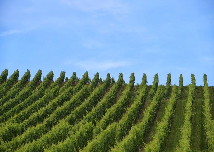 Julius Renner Weingut & Weinkellerei